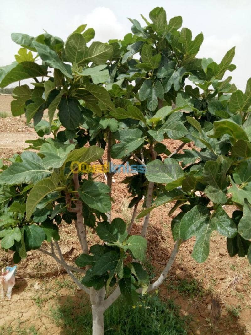 Vente Terrain Agricole Biskra Biskra 31