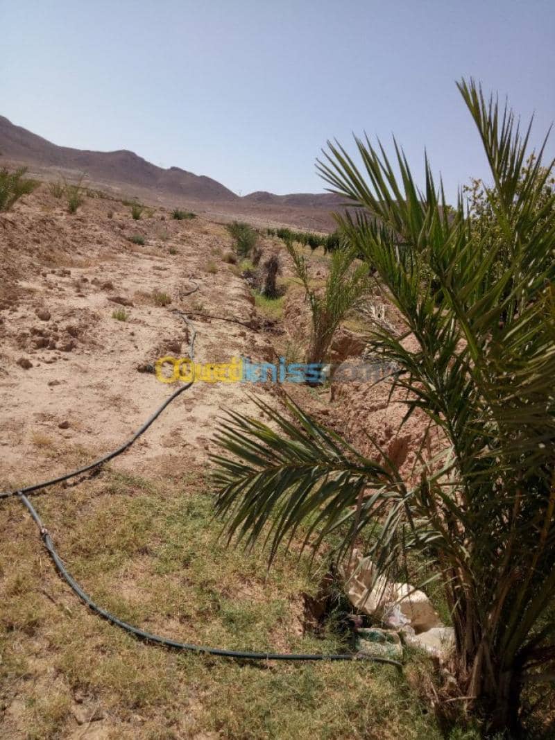 Vente Terrain Agricole Biskra Biskra 32