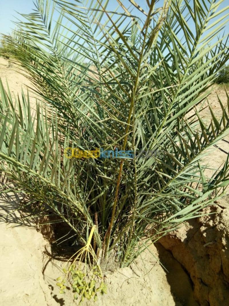 Vente Terrain Agricole Biskra Biskra 33