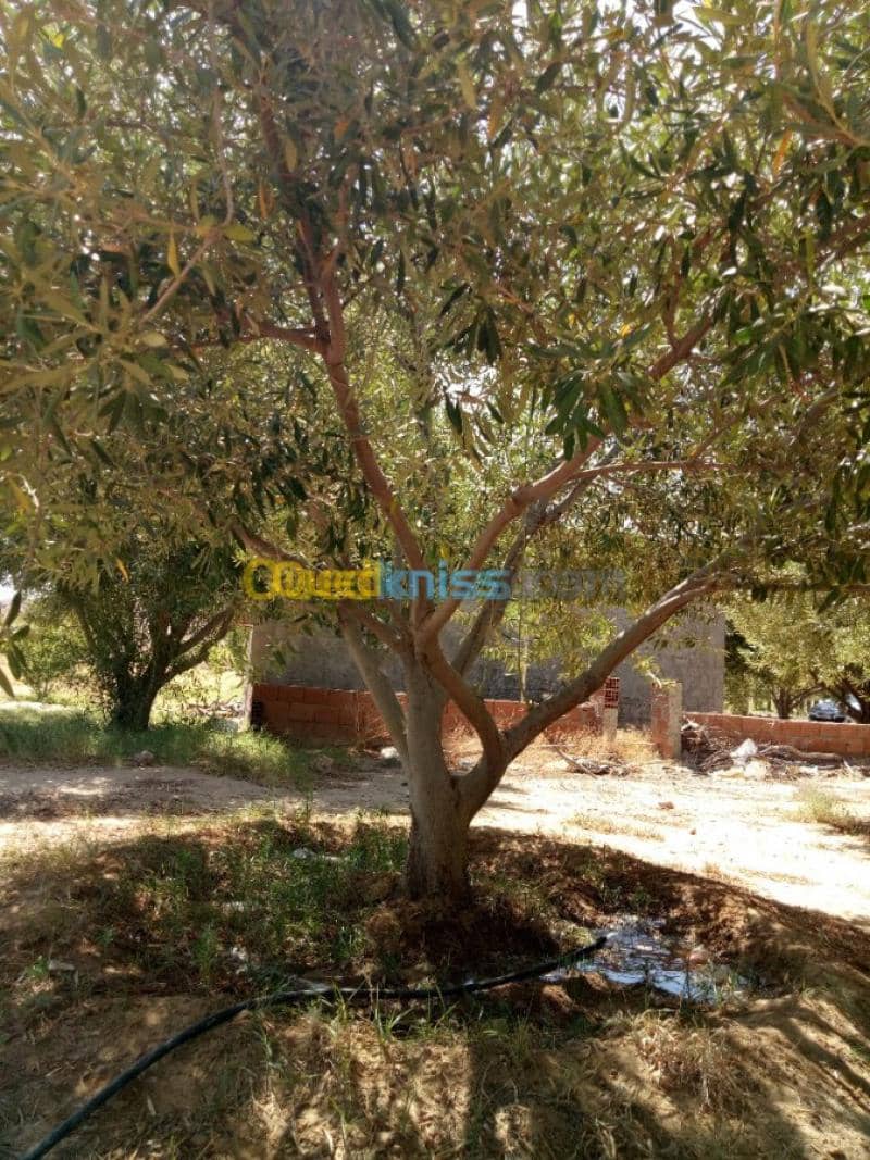 Vente Terrain Agricole Biskra Biskra 34