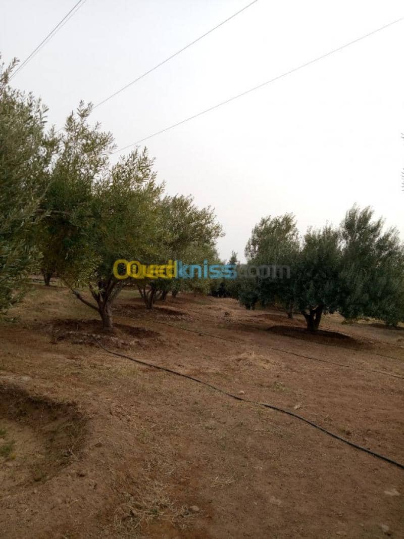 Vente Terrain Agricole Biskra Biskra 35