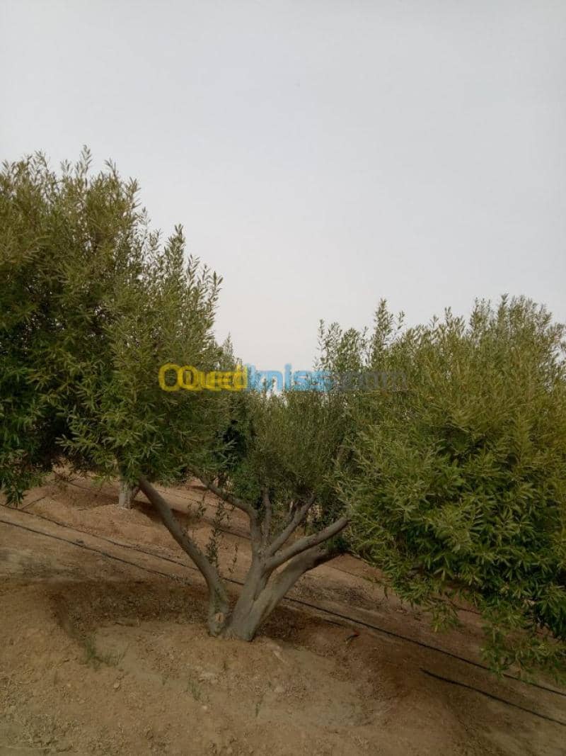 Vente Terrain Agricole Biskra Biskra 36