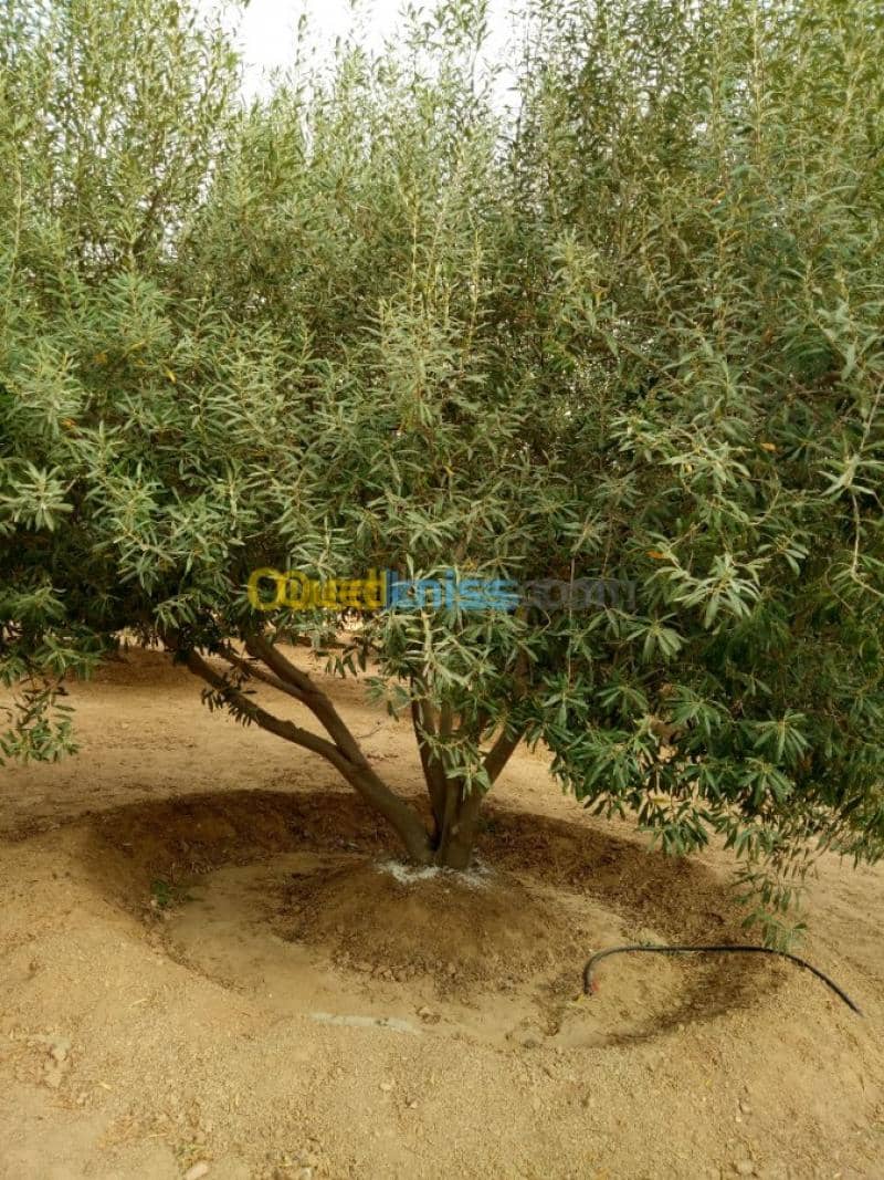 Vente Terrain Agricole Biskra Biskra 37