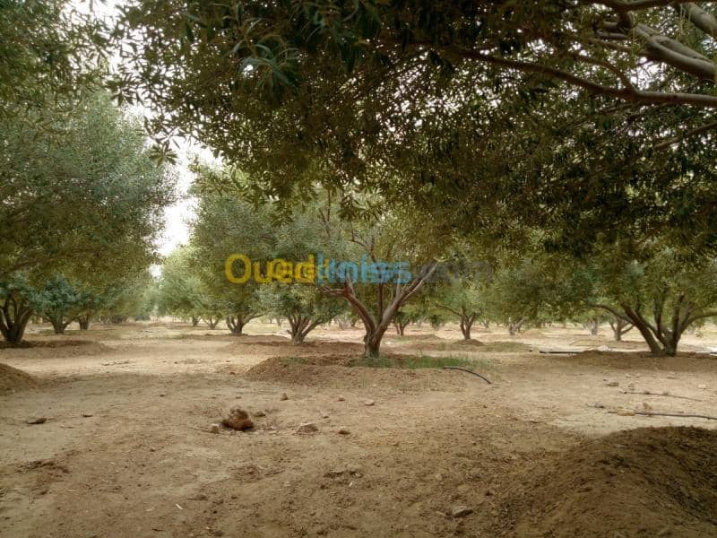 Vente Terrain Agricole Biskra Biskra 38