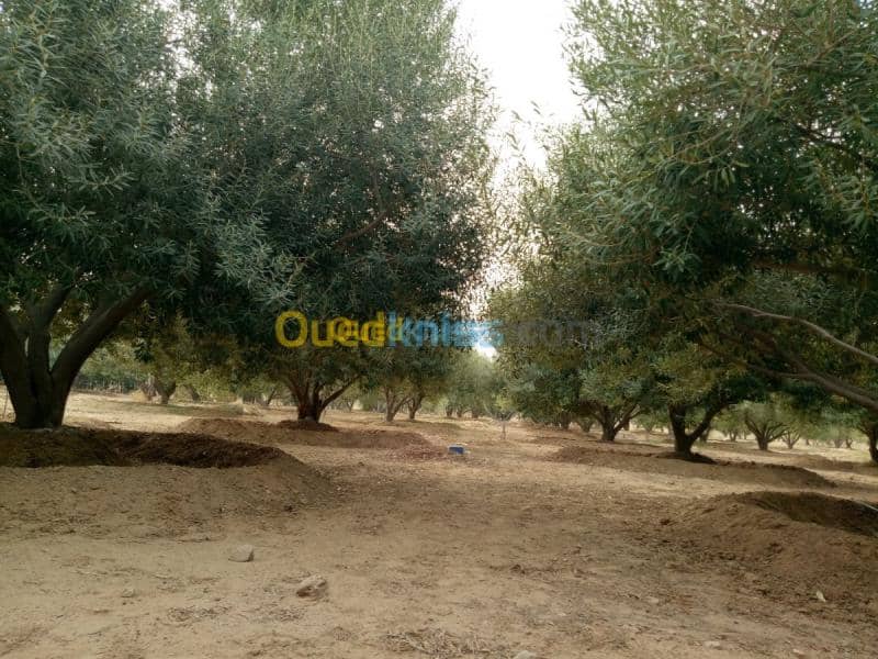 Vente Terrain Agricole Biskra Biskra 39