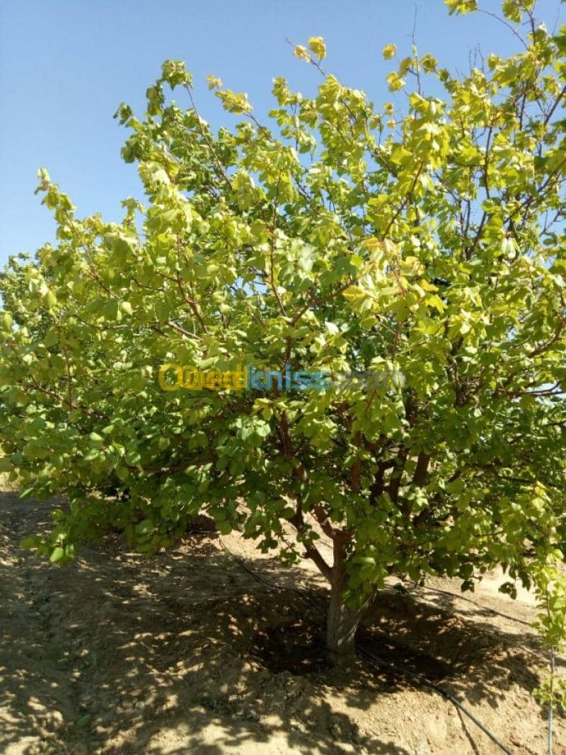Vente Terrain Agricole Biskra Biskra 6