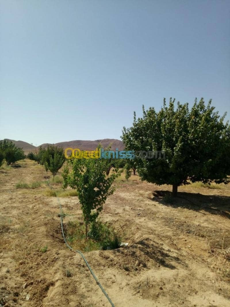 Vente Terrain Agricole Biskra Biskra 7