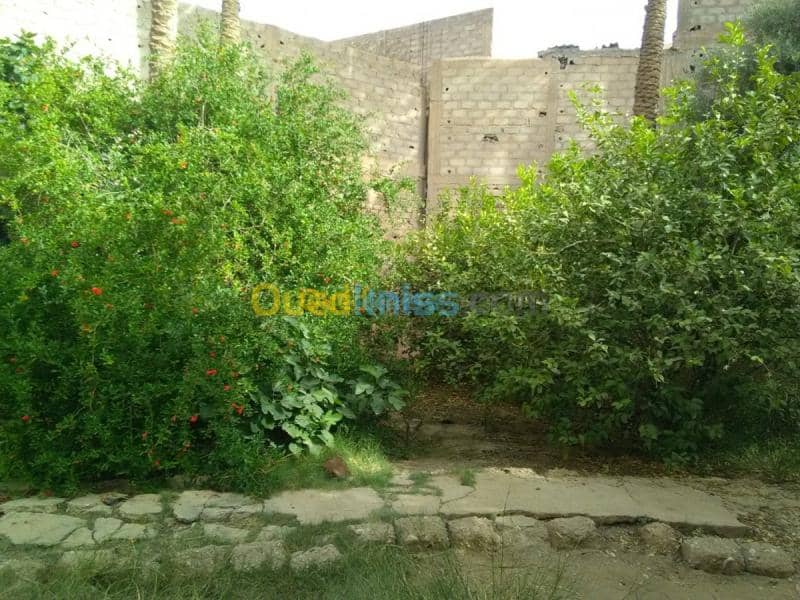 Vente Terrain Biskra Biskra 14