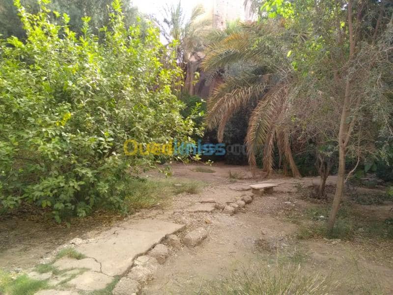 Vente Terrain Biskra Biskra 15