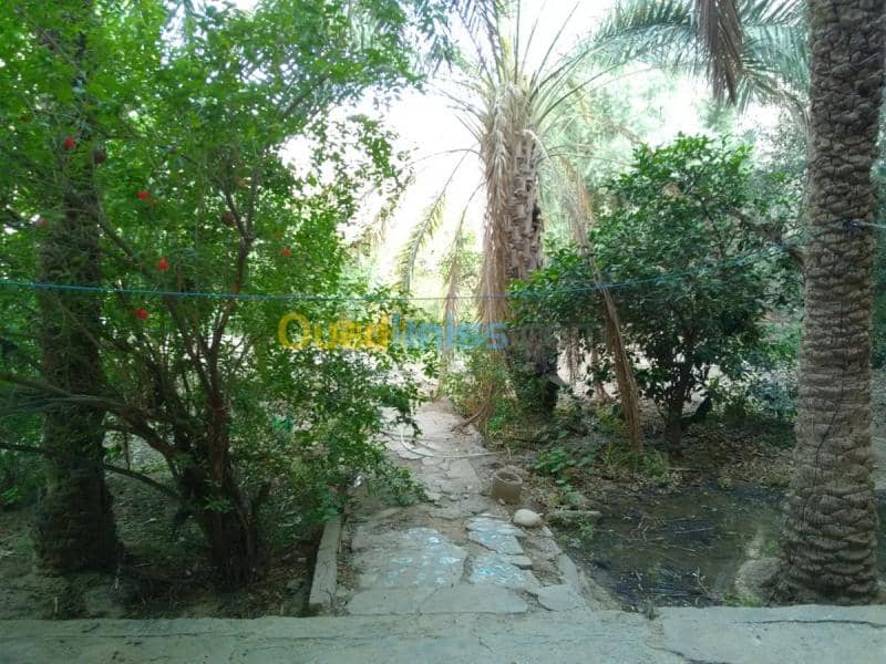 Vente Terrain Biskra Biskra 9