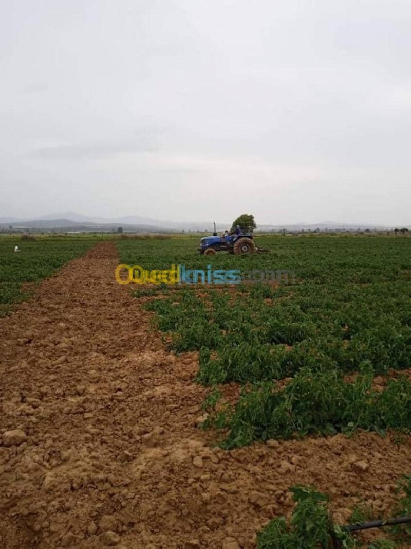 Cherche achat Terrain Annaba Eulma