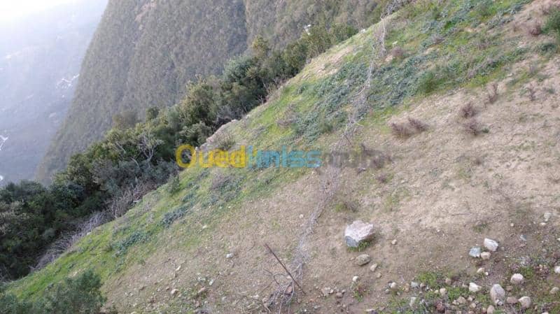 Vente Terrain Skikda Collo 2