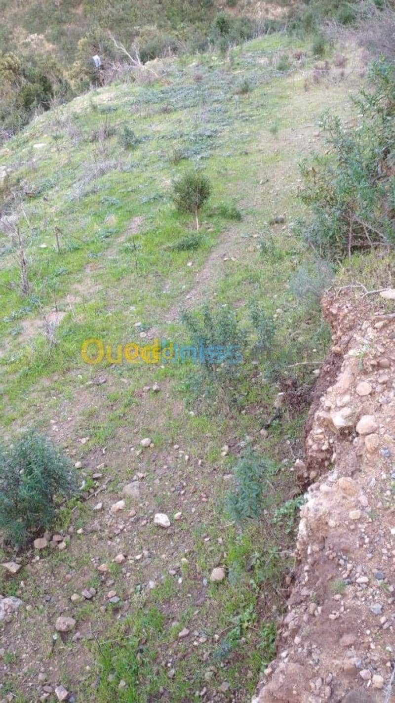 Vente Terrain Skikda Collo 4