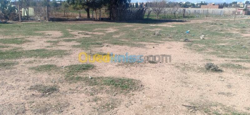 Vente Terrain Sidi bel abbes Sidi bel abbes 4
