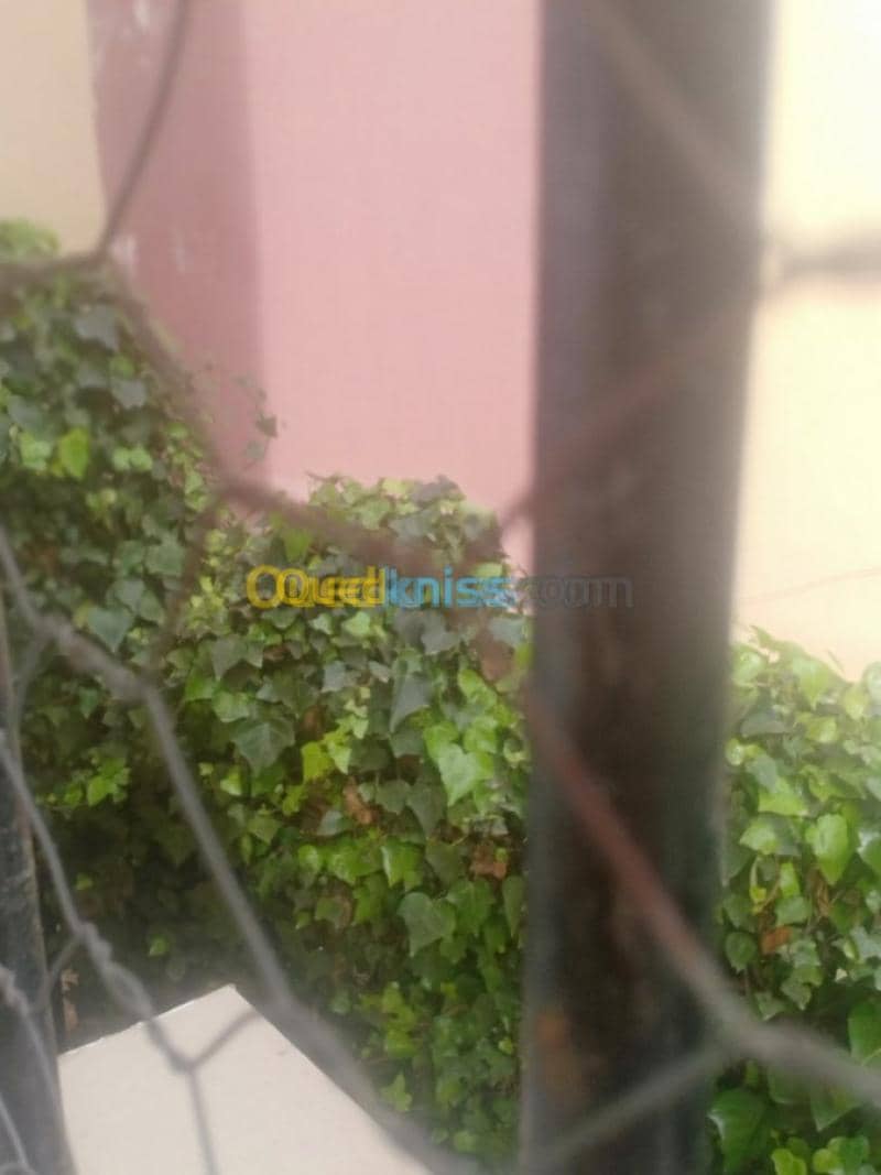 Vente Appartement F3 Skikda Skikda 25