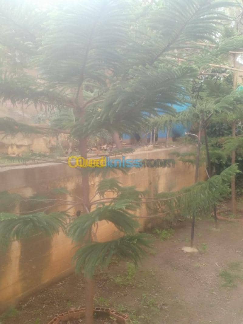 Vente Appartement F3 Skikda Skikda 28