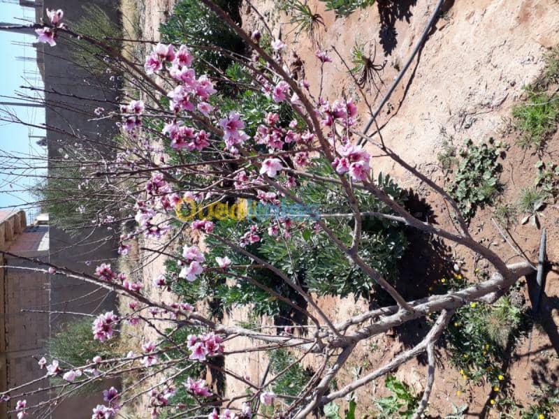 Vente Terrain Agricole Laghouat Sidi makhlouf 7