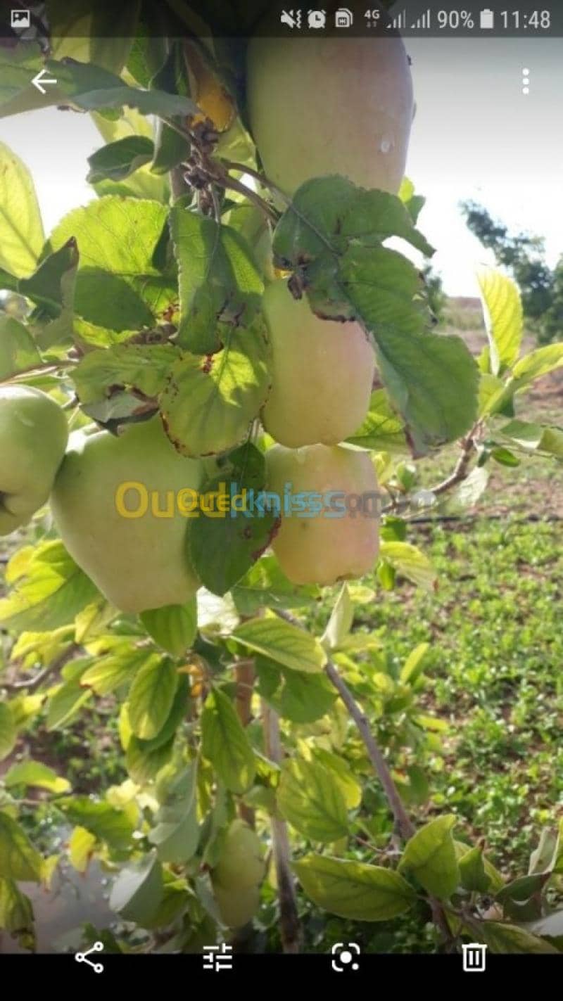 Vente Terrain Agricole Laghouat Sidi makhlouf 3