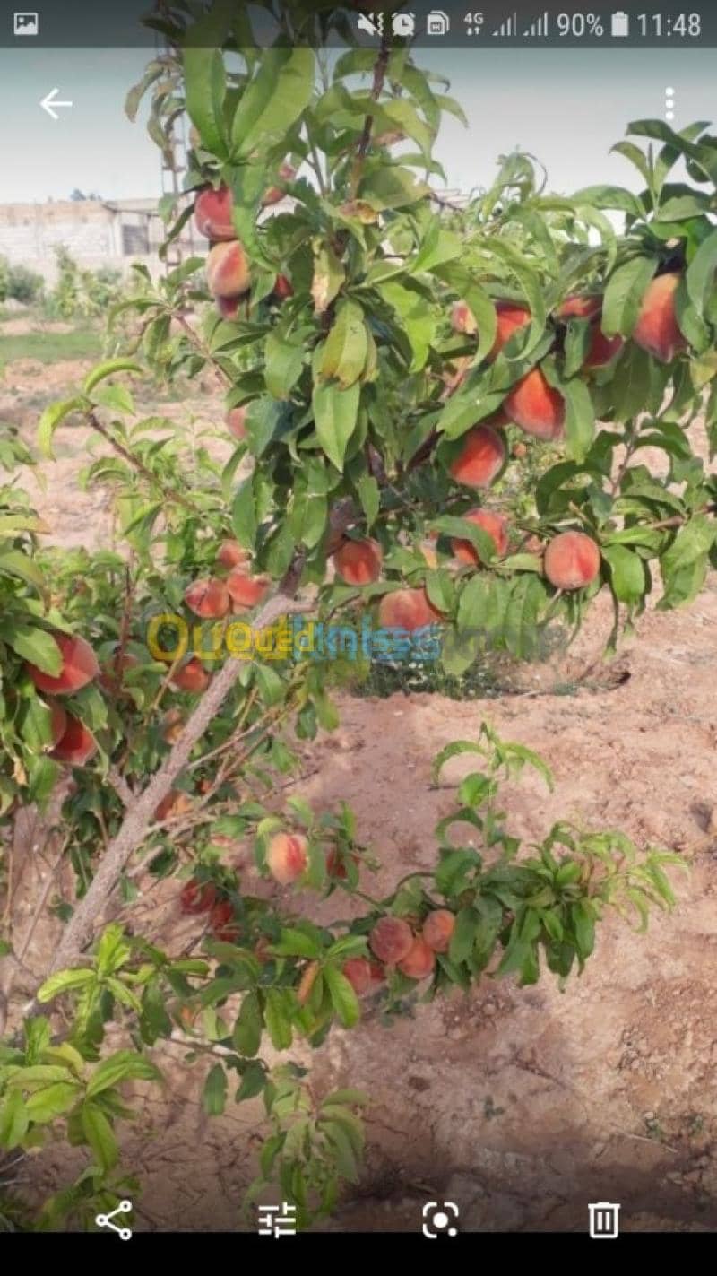 Vente Terrain Agricole Laghouat Sidi makhlouf 4