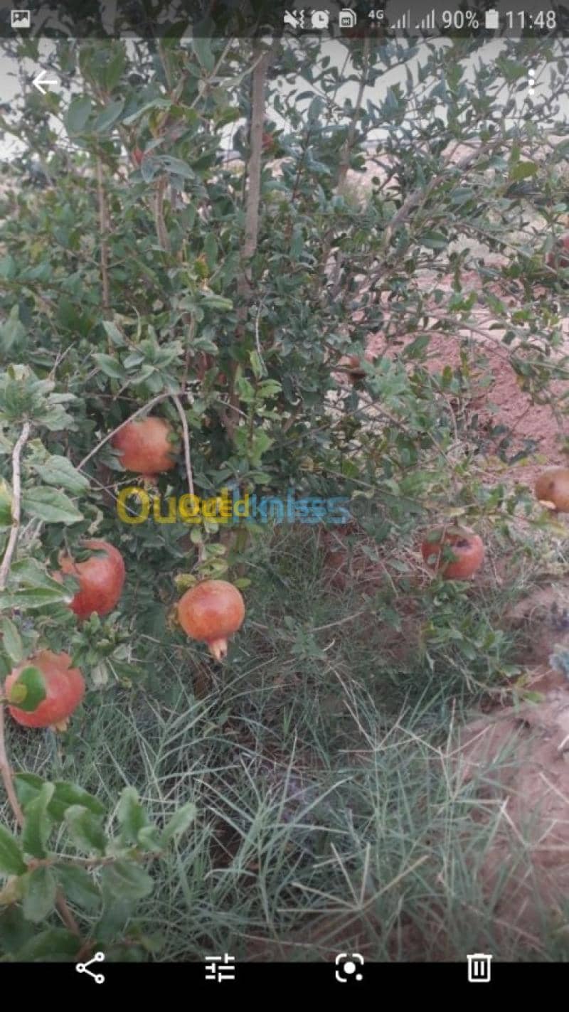 Vente Terrain Agricole Laghouat Sidi makhlouf 5