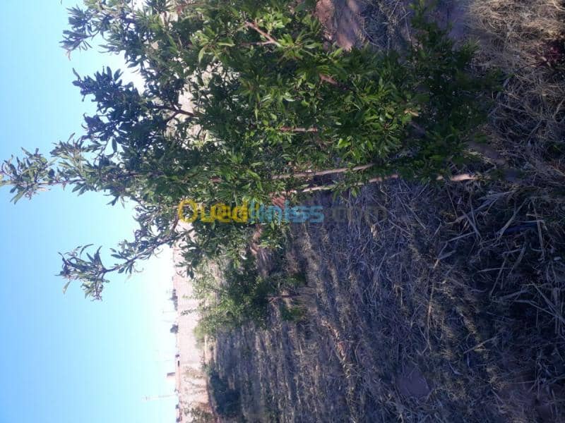 Vente Terrain Agricole Laghouat Sidi makhlouf 6