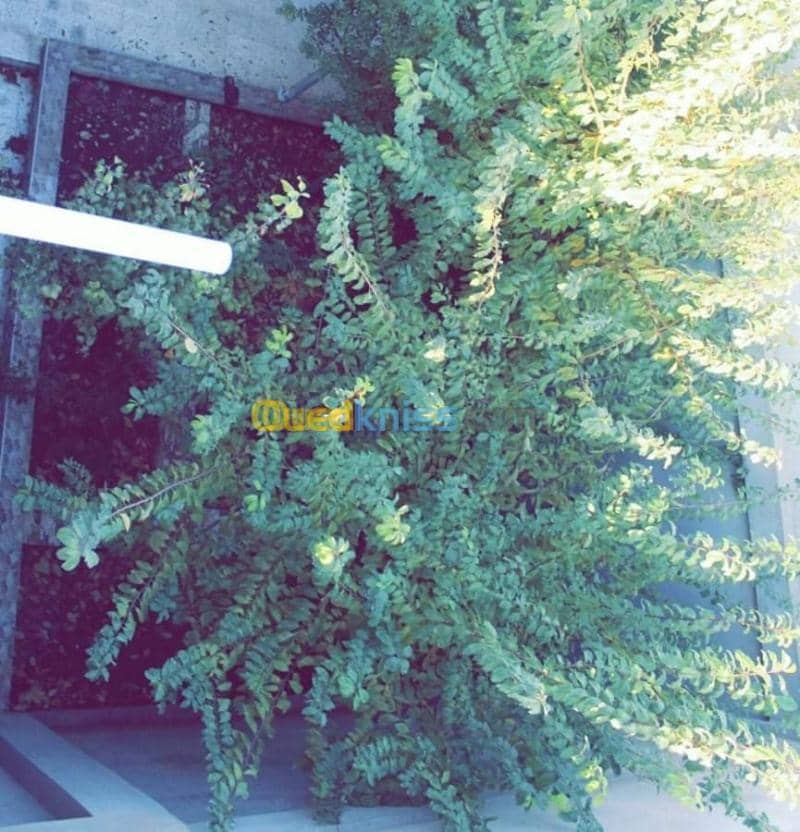 Vente Villa Oum el bouaghi Oum el bouaghi 9