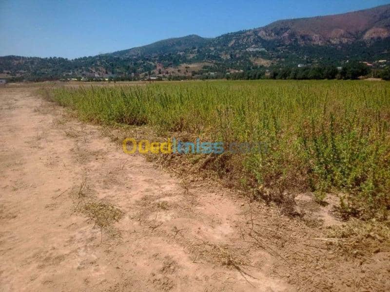Vente Terrain Bouira Lakhdaria