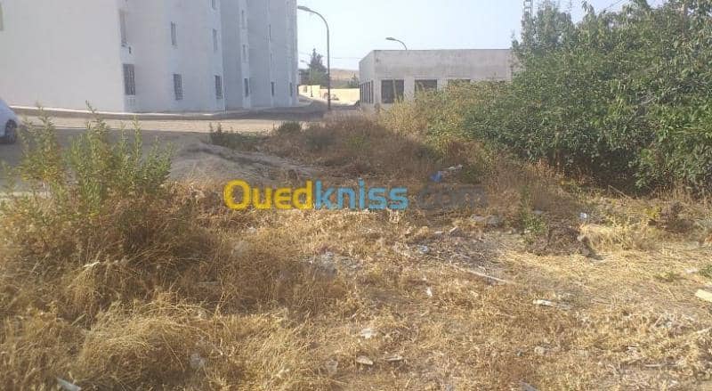 Vente Terrain Souk Ahras Ouled driss