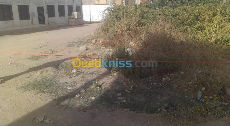 Vente Terrain Souk Ahras Ouled driss 2