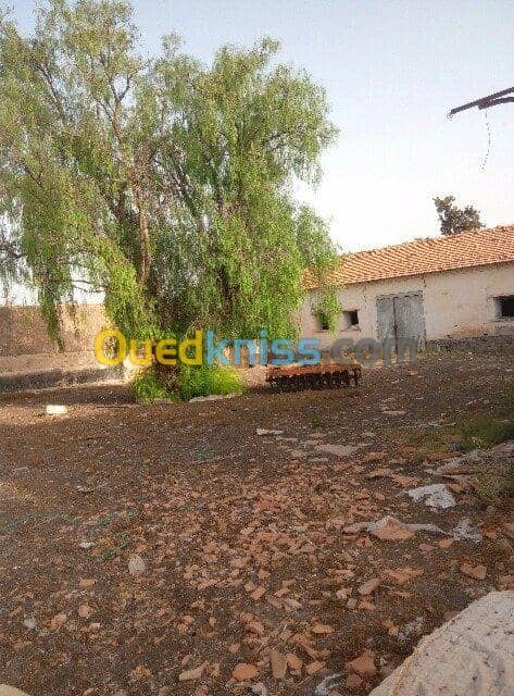 Vente Hangar Sidi bel abbes Sidi lahcene 2