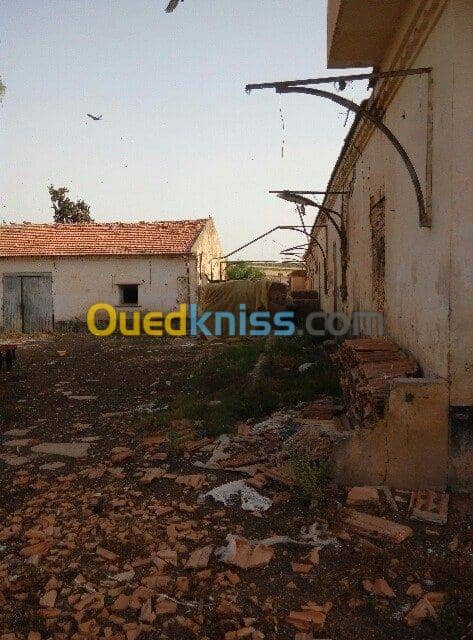 Vente Hangar Sidi bel abbes Sidi lahcene 3