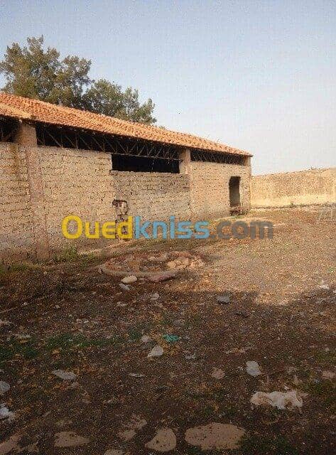 Vente Hangar Sidi bel abbes Sidi lahcene 4