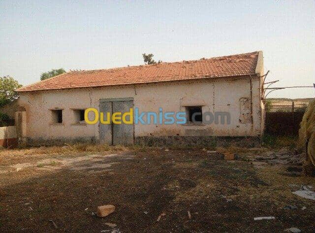 Vente Hangar Sidi bel abbes Sidi lahcene 6