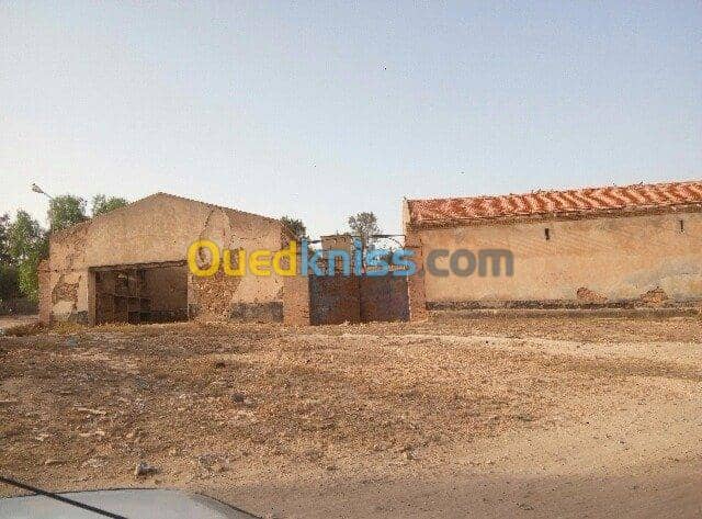 Vente Hangar Sidi bel abbes Sidi lahcene 7