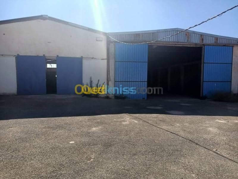 Location Hangar Sidi bel abbes Sidi bel abbes 8
