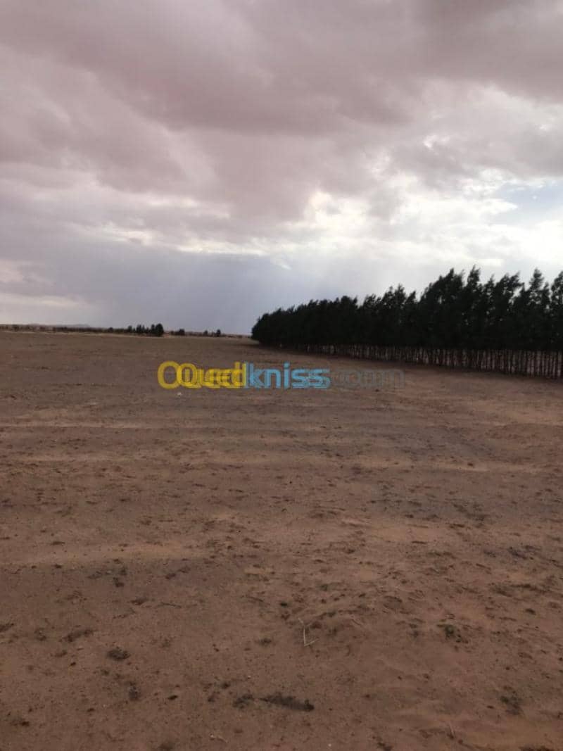 Location Terrain Agricole Tiaret Zmalet el emir abdelkader
