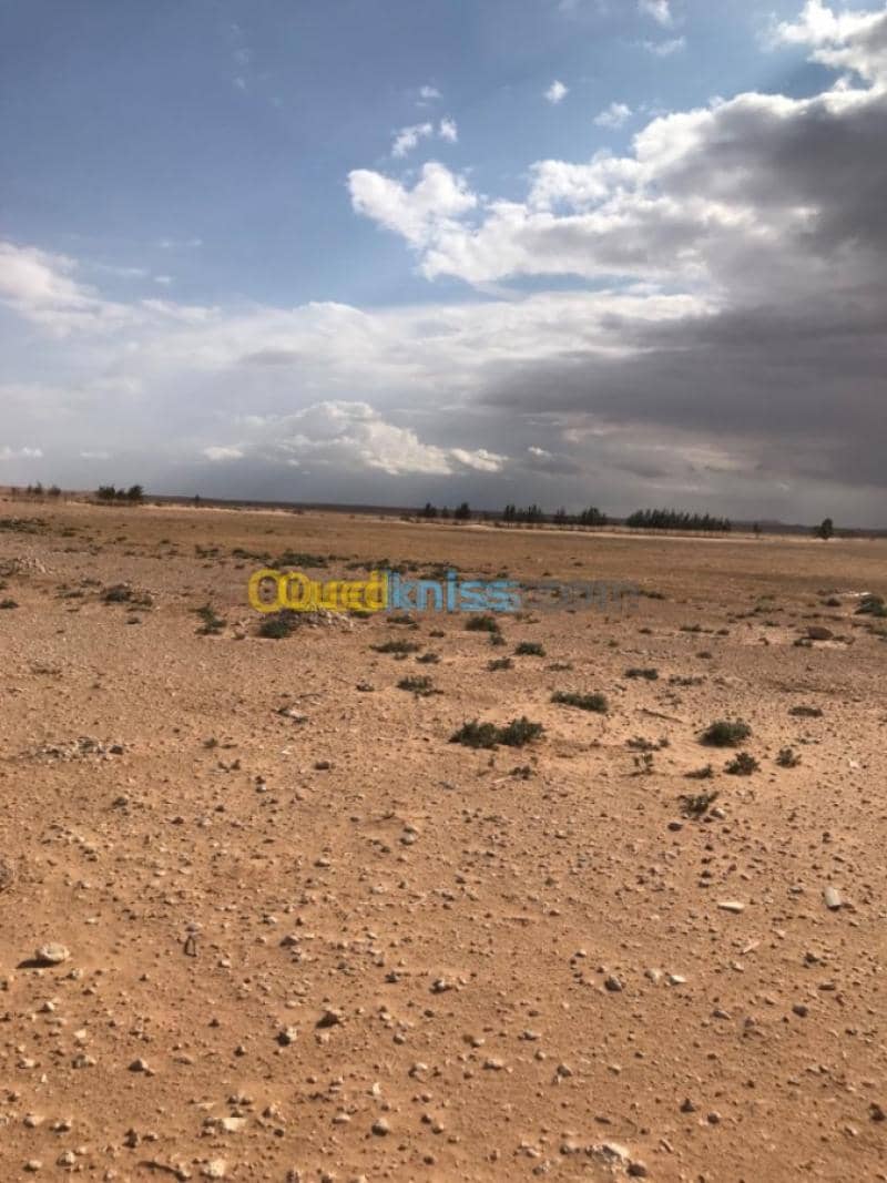 Location Terrain Agricole Tiaret Zmalet el emir abdelkader 3