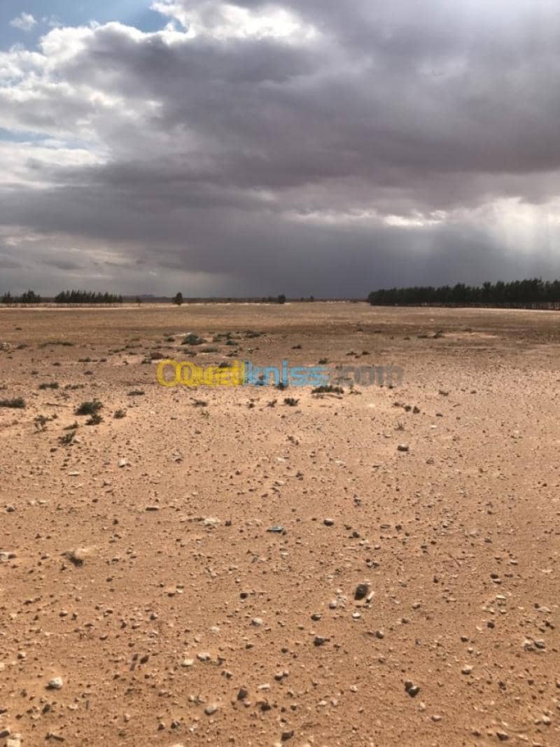Location Terrain Agricole Tiaret Zmalet el emir abdelkader 4