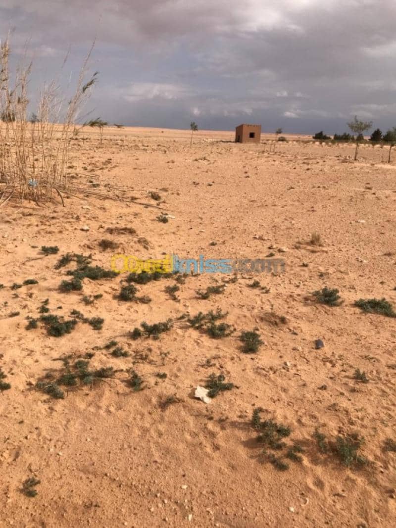 Location Terrain Agricole Tiaret Zmalet el emir abdelkader 5