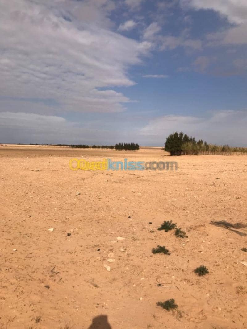 Location Terrain Agricole Tiaret Zmalet el emir abdelkader 6