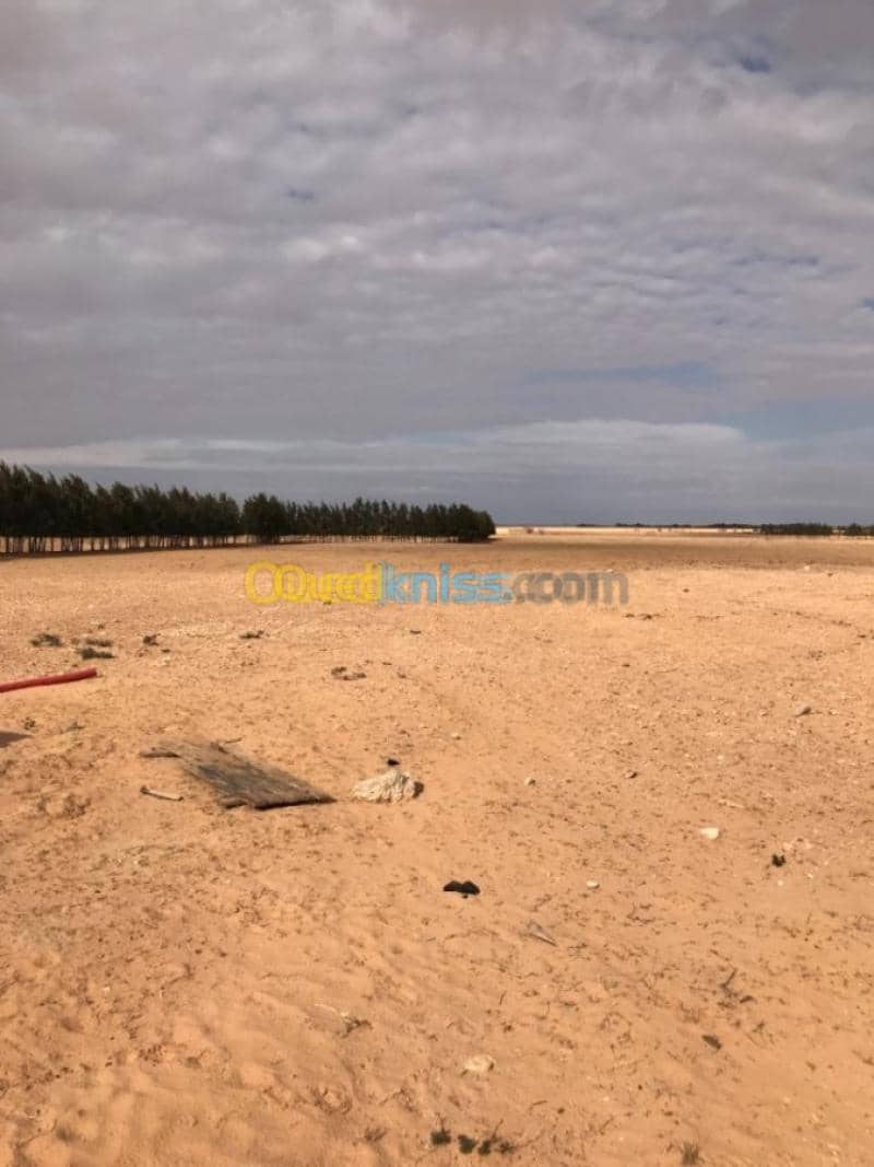 Location Terrain Agricole Tiaret Zmalet el emir abdelkader 7