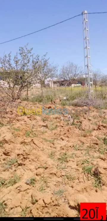 Vente Terrain Medea Bouaichoune 3