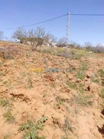 Vente Terrain Medea Bouaichoune 11
