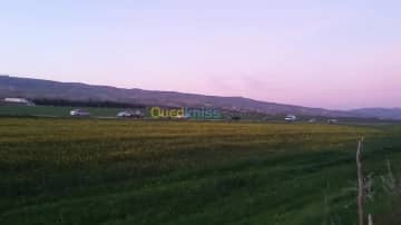 Vente Terrain Chlef Chlef 12