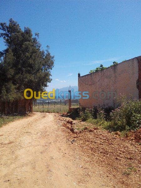 Vente Terrain Ouled Djellal Chaiba 12