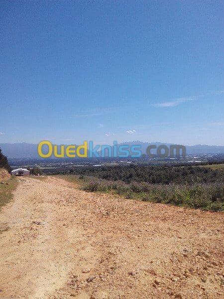 Vente Terrain Ouled Djellal Chaiba 16