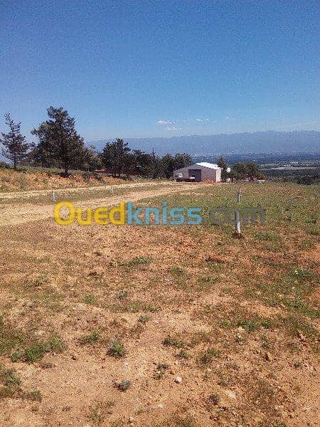 Vente Terrain Ouled Djellal Chaiba 17