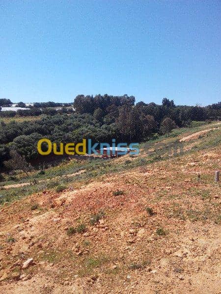 Vente Terrain Ouled Djellal Chaiba 19