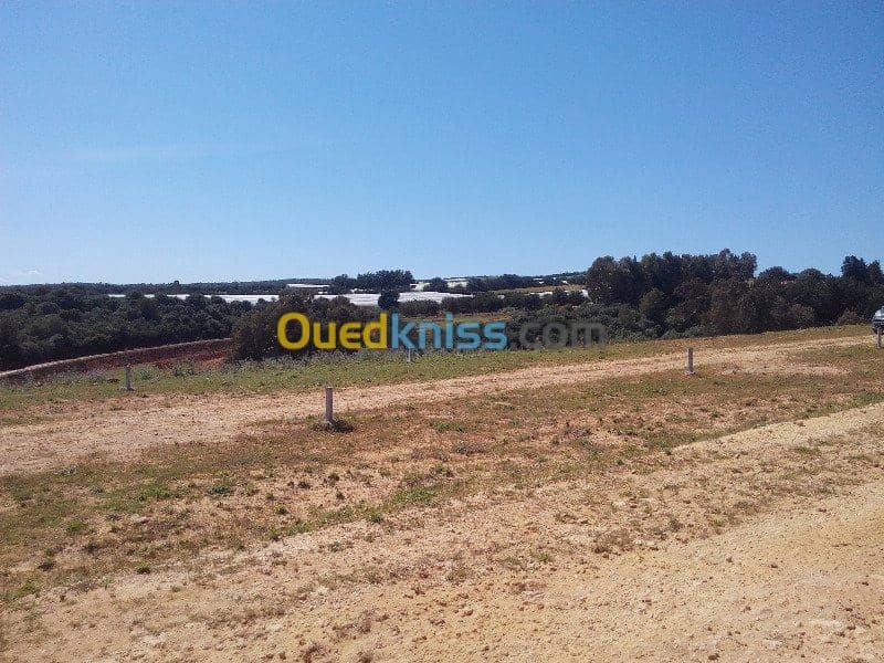 Vente Terrain Ouled Djellal Chaiba 22