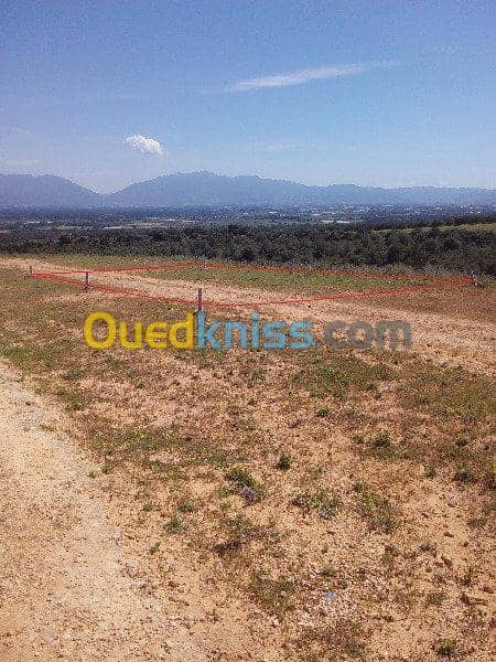 Vente Terrain Ouled Djellal Chaiba 24